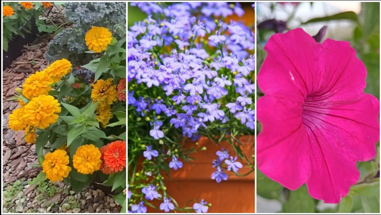 Садівники розповіли, які квіти можна сіяти в січні та як це робити правильно