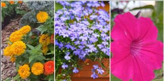 Садівники розповіли, які квіти можна сіяти в січні та як це робити правильно