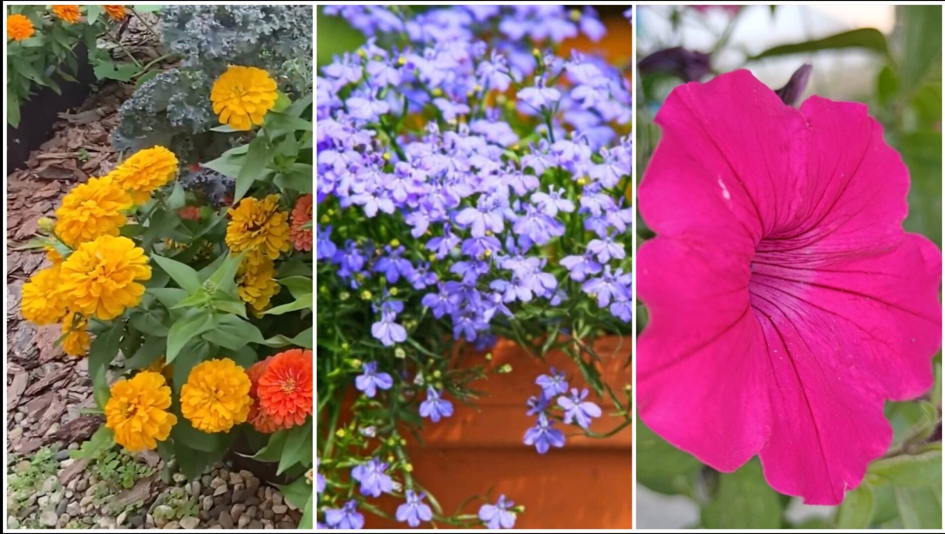 Садівники розповіли, які квіти можна сіяти в січні та як це робити правильно