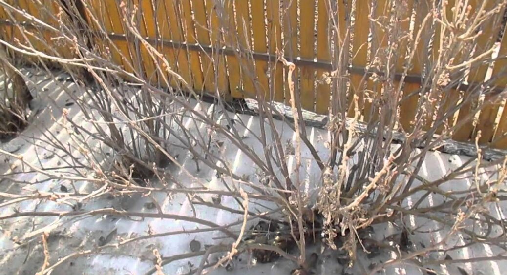 Зійшов перший сніг – підгодувала смородину: я знаю, для чого це роблю у січні — ягід буде по 8 кг з куща 
