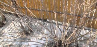 Городники розповіли, навіщо і чим підживлювати смородину у січні 