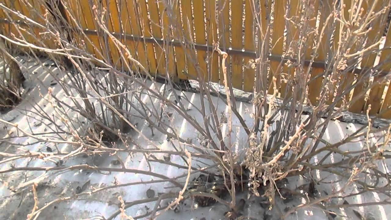 Городники розповіли, навіщо і чим підживлювати смородину у січні 