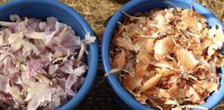 Дачники розповіли, як використовувати цибулеве лушпиння на городі 