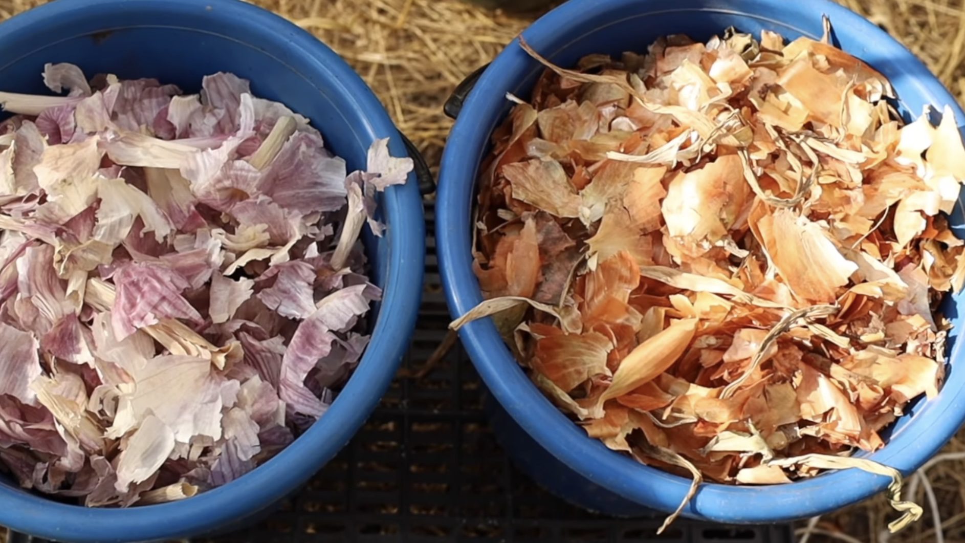 Дачники розповіли, як використовувати цибулеве лушпиння на городі 