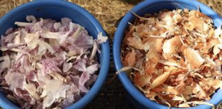 Городники назвали органічні добрива для квітів у саду