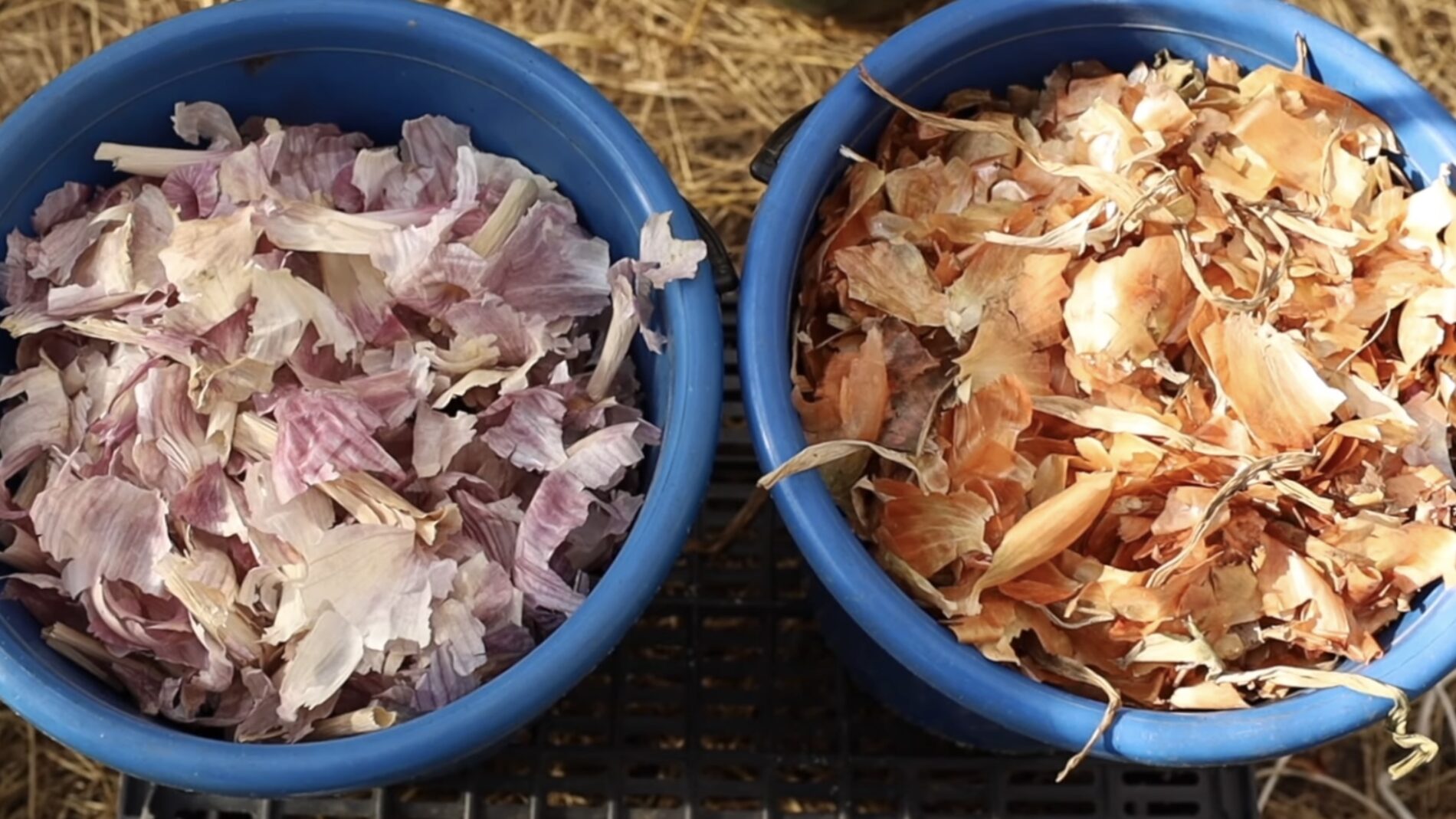 Городники розповіли, як використовувати лушпиння з часнику на городі 