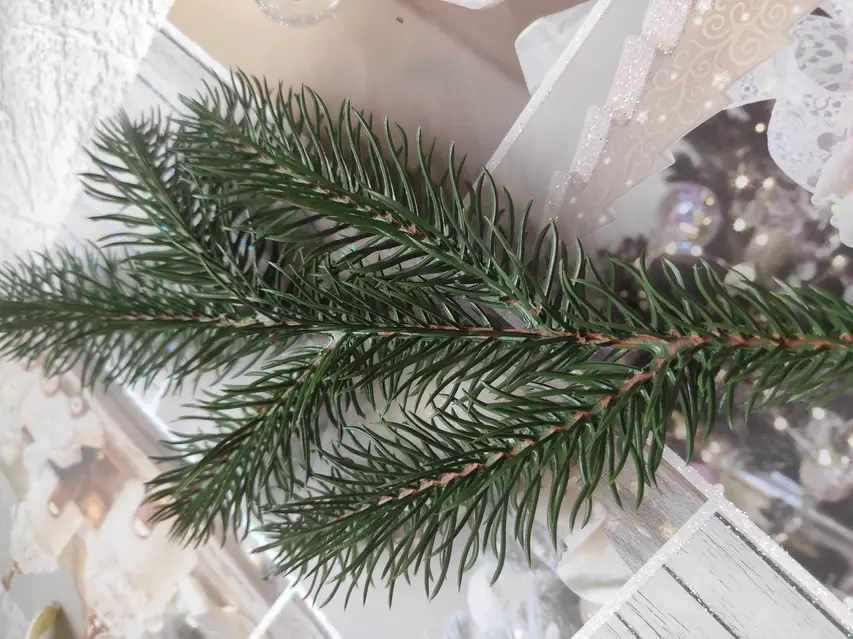 Експерти пояснили, чому живі гілочки ялинки вдома це захист для дома 
