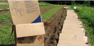 Господині пояснили, як застосувати коробки з-під взуття на городі 