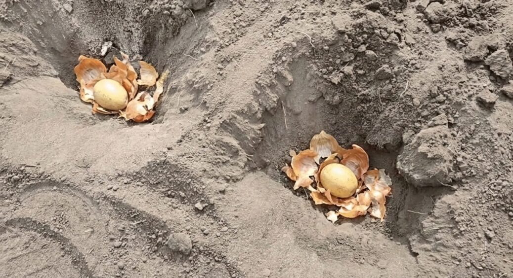 У кожну лунку при посадці картоплі тепер кластиму 1 жменю цибулиння: колорадський жук забуде сюди дорогу 