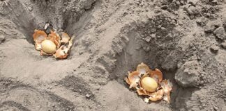 Городники розповіли, що покласти в лунку з картоплею – захистить від жука