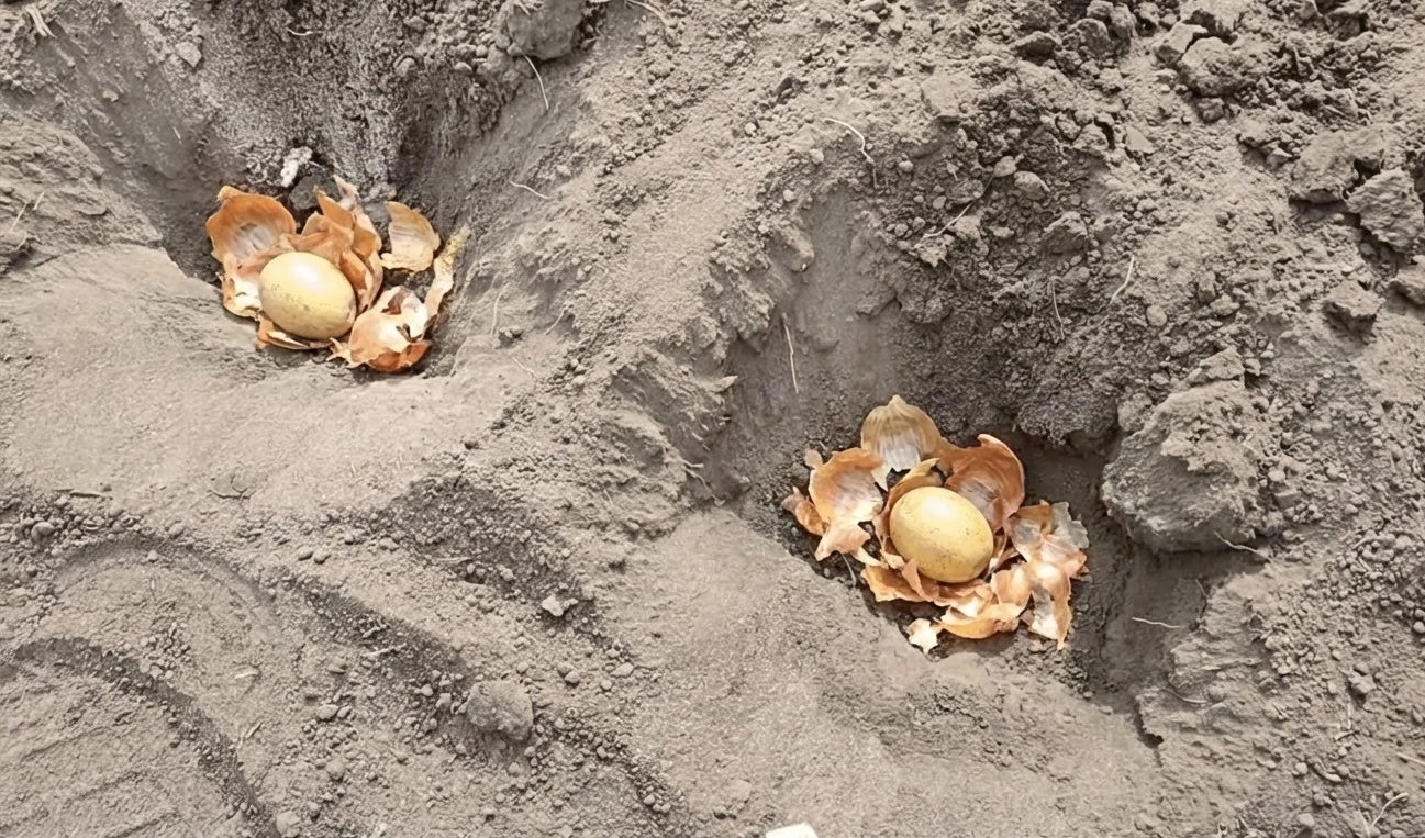 Городники розповіли, що покласти в лунку з картоплею – захистить від жука