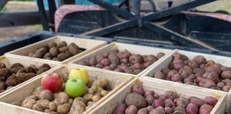 Городники розповіли, який фрукт зупиняє проростання картоплі під час зберігання