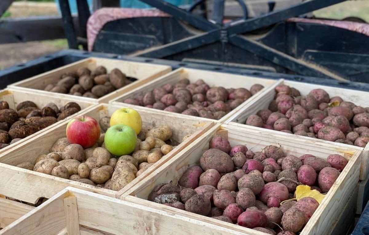 Городники розповіли, який фрукт зупиняє проростання картоплі під час зберігання
