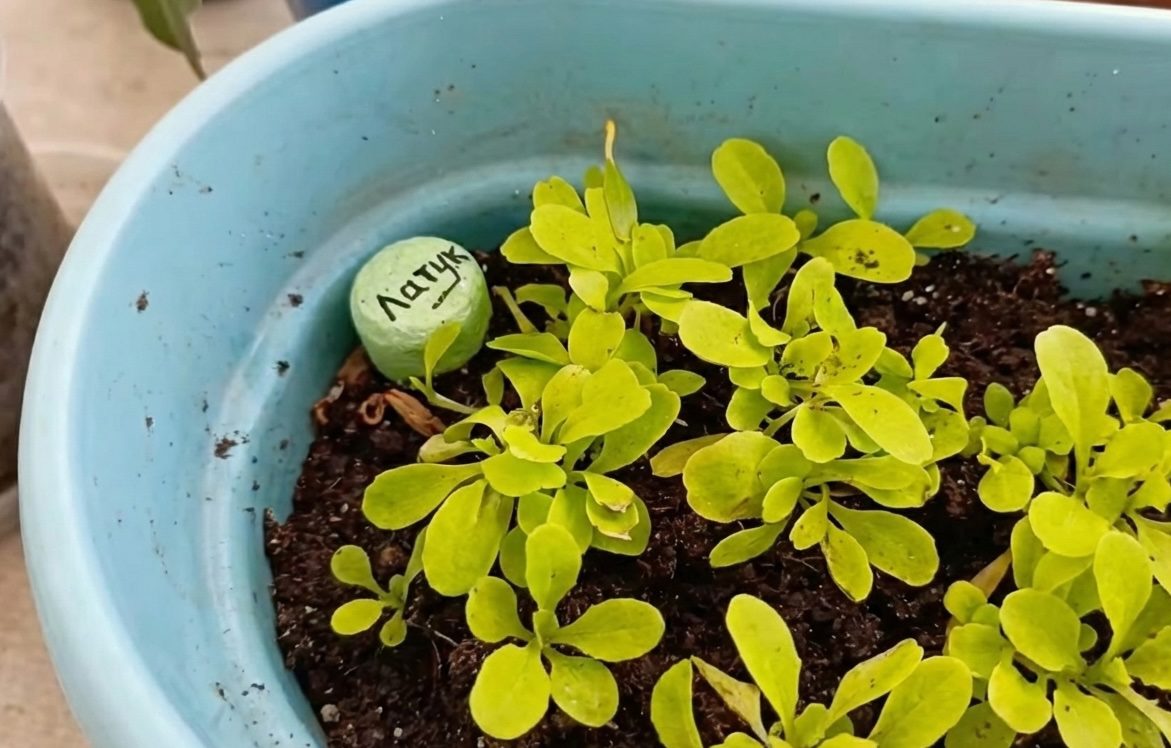 Городники розповіли, як можна використати кришки від пляшок у саду та на городі