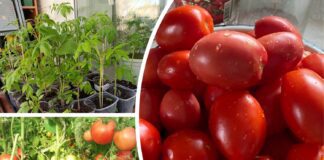 Який сорт огірків краще посадити в 2026 році