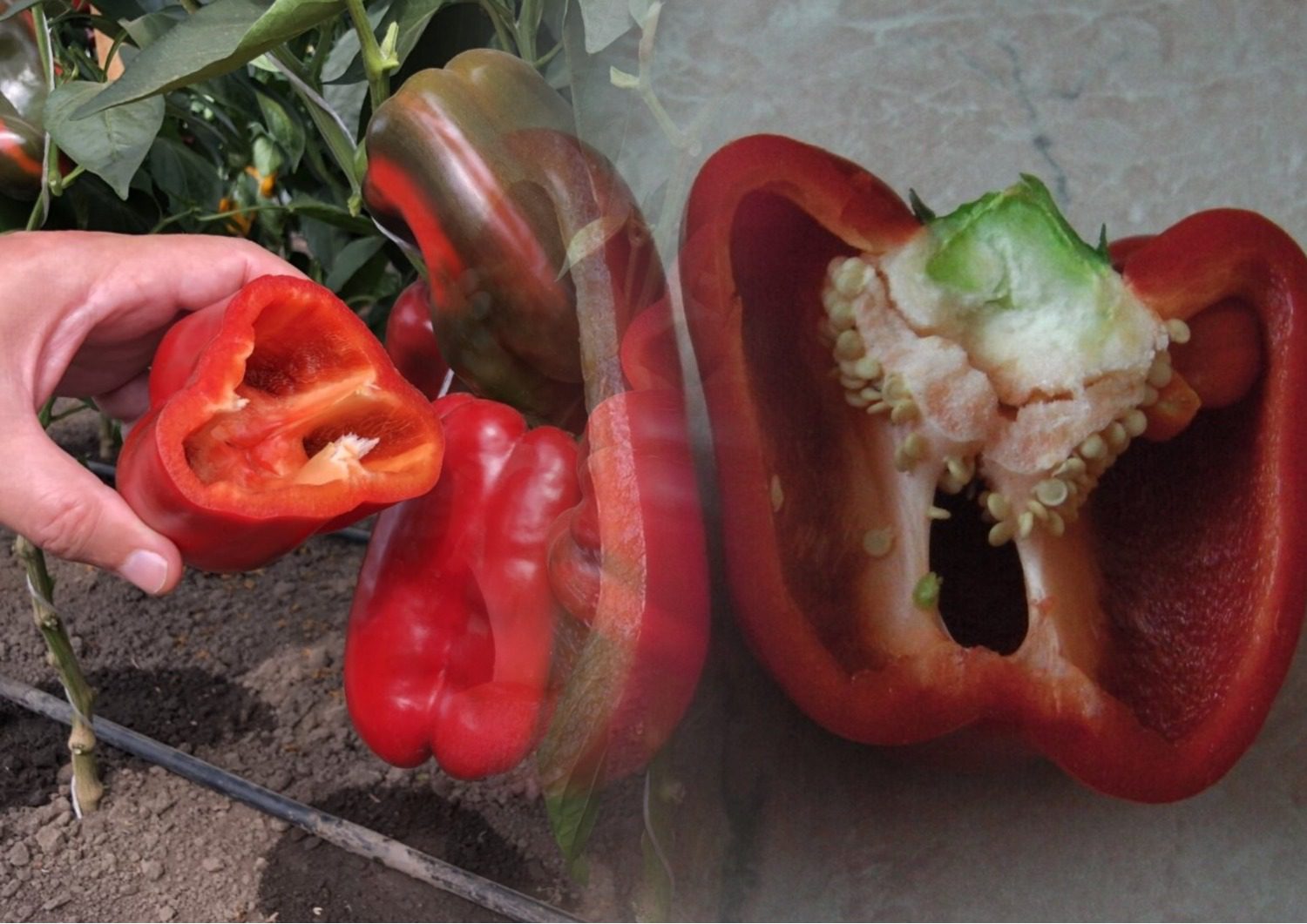 Найкращі сорти болгарського перцю 2026