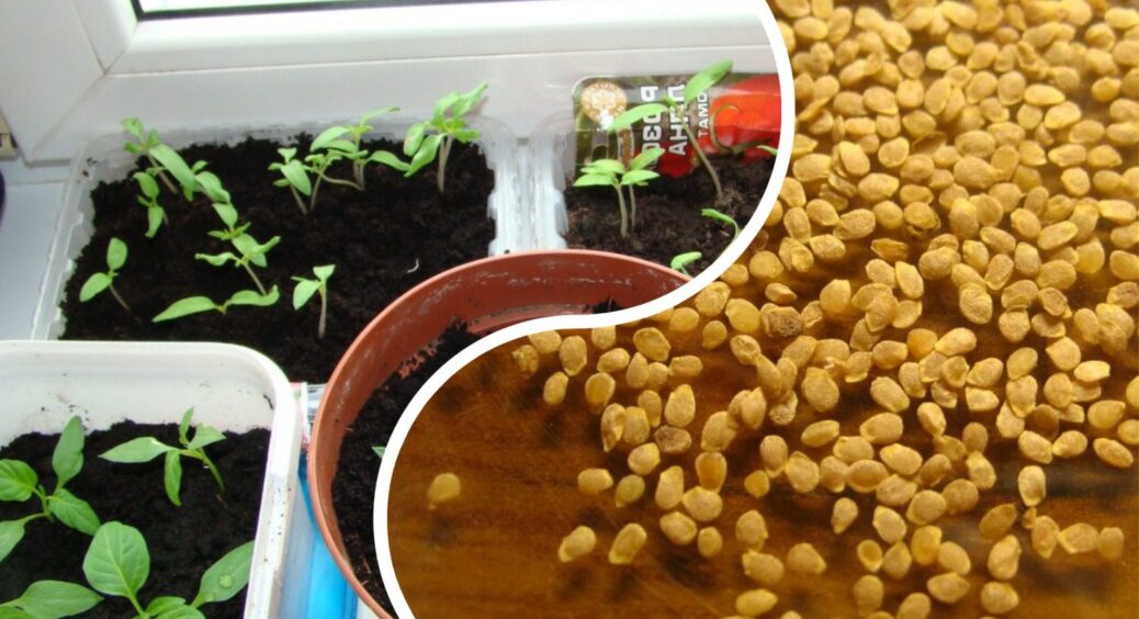 Ось як правильно замочувати насіння перед посадкою: 1 головне правило для томатів, огірків і перцю 