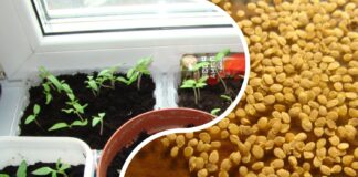 Як замочувати насіння перед посівом