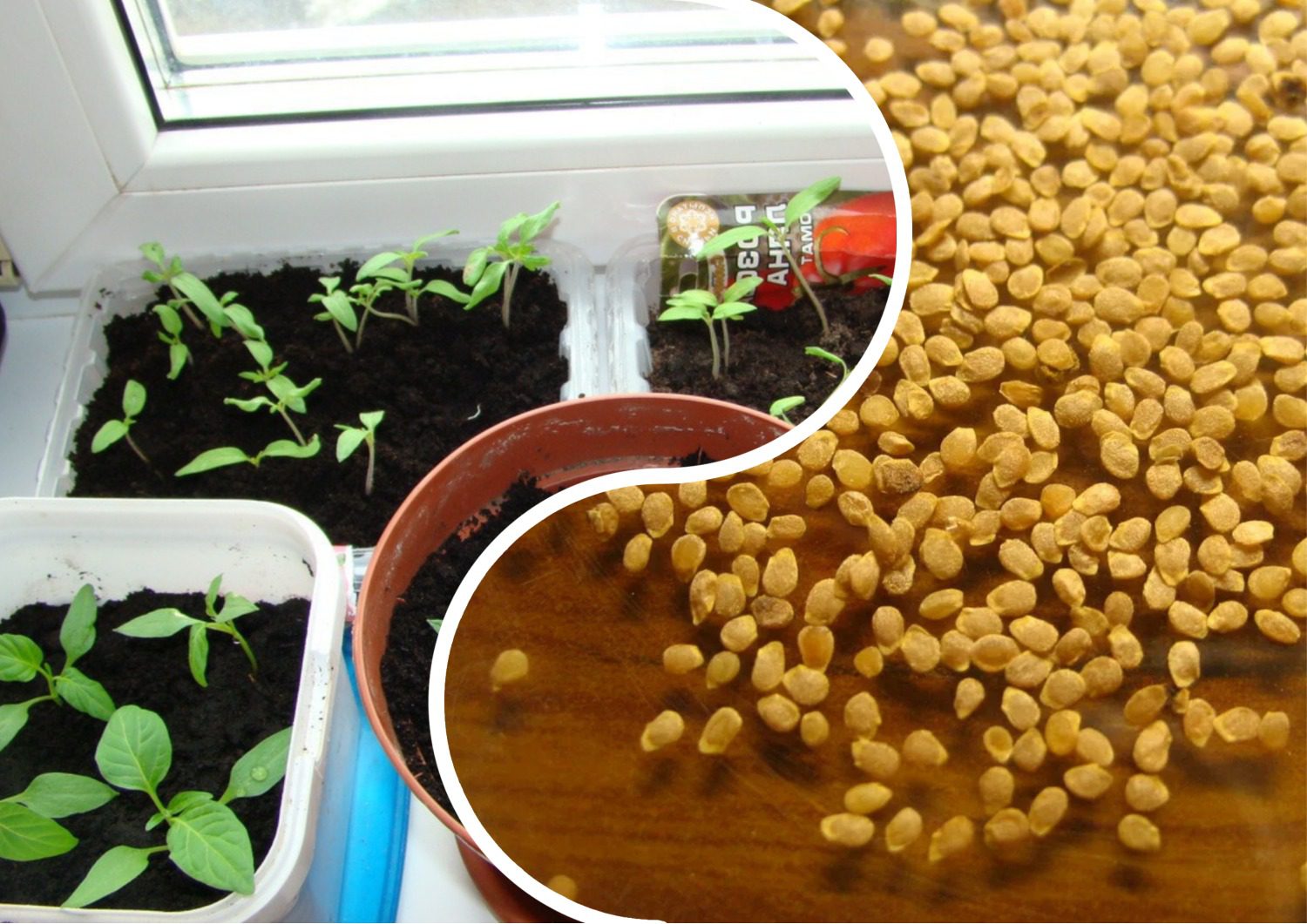 Як замочувати насіння перед посівом