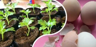 Найкраще добриво для розсади