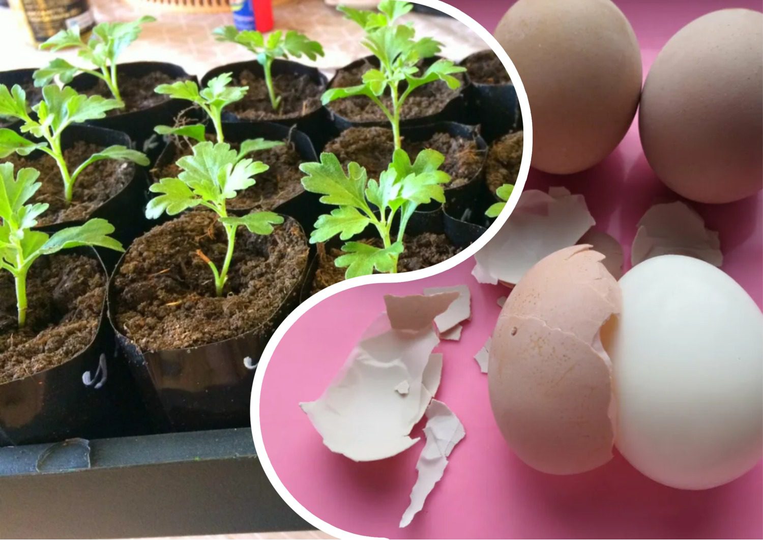 Найкраще добриво для розсади