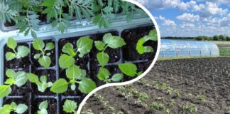 Добриво для міцної розсади без гнилі