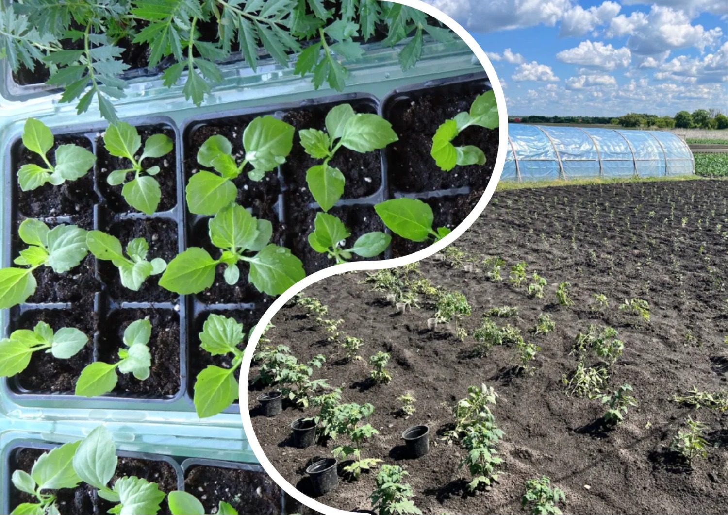 Добриво для міцної розсади без гнилі