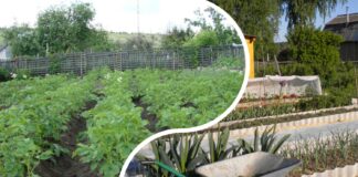 Як організувати грядки на городі, аби вони завжди були вологі