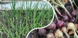 Як правильно зберігати цибулю взимку