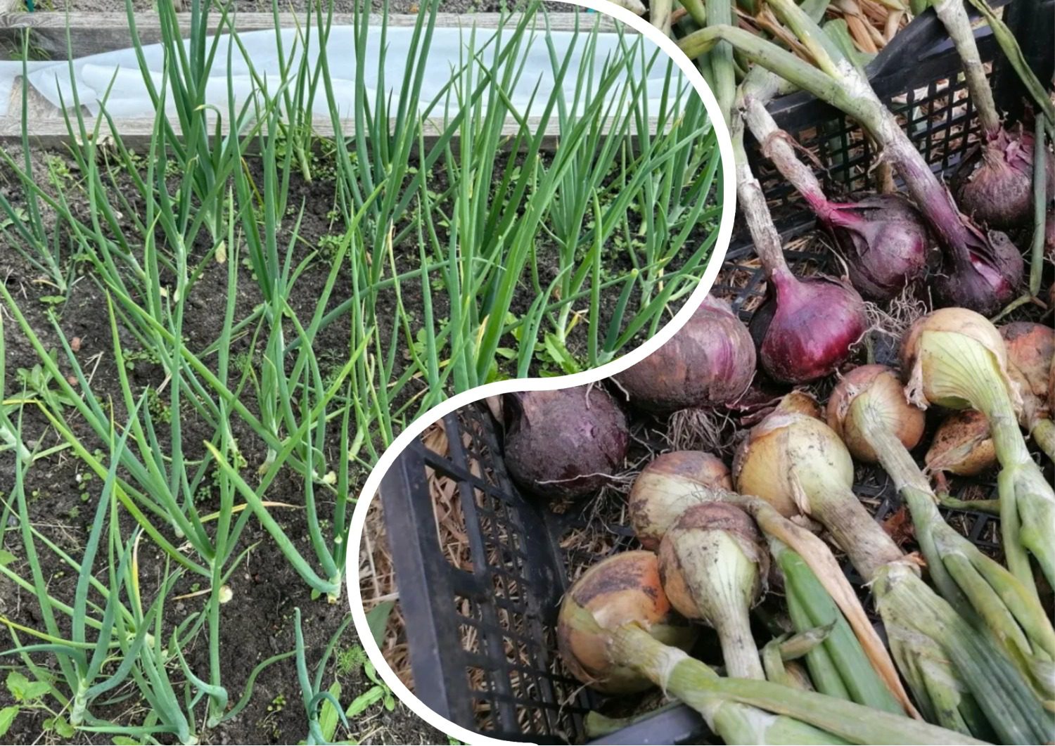 Як правильно зберігати цибулю взимку