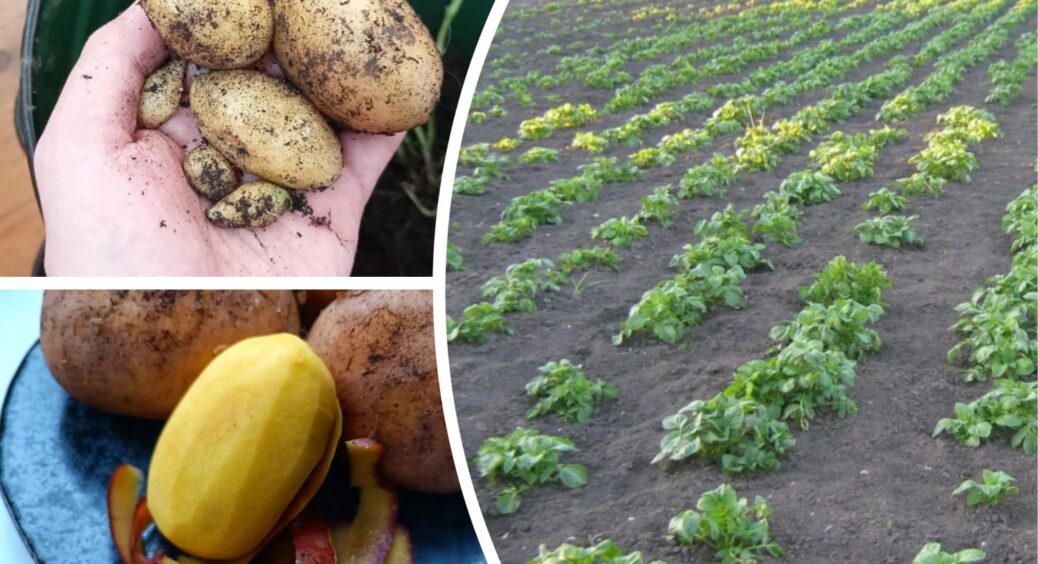 Якщо сира картопля добре хрустить при шкрябанні ножем, то вирощена без нітратів: а от що, якщо “мовчить” 