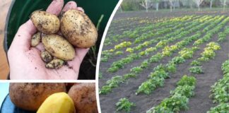 Городники поділилися назвами найвдаліших сортів картоплі