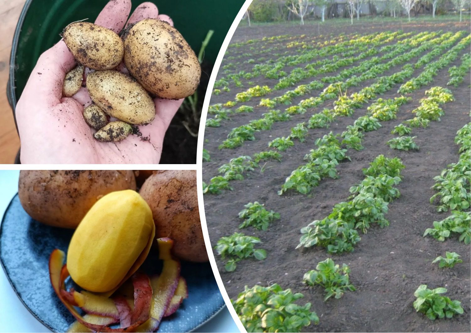 Як визначити вміст нітратів у картоплі