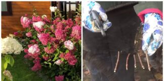 Садівники розповіли про новий спосіб живцювання гортензії