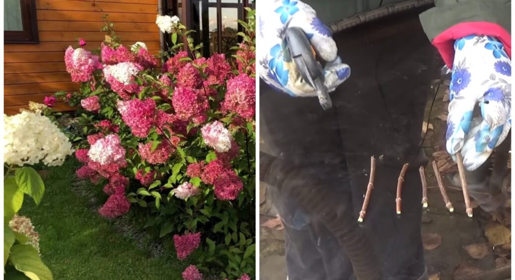 Гортензії виростають із подвійною кореневою системою: 1 новий спосіб живцювання – такого ви ще не бачили 