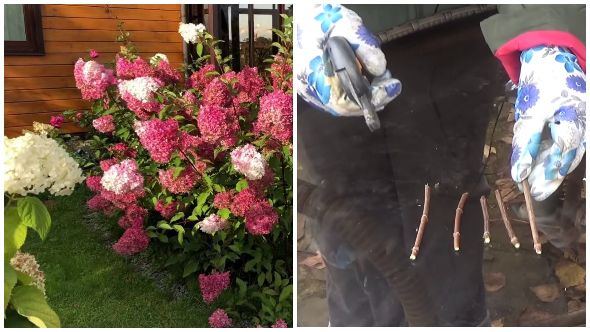 Садівники розповіли про новий спосіб живцювання гортензії