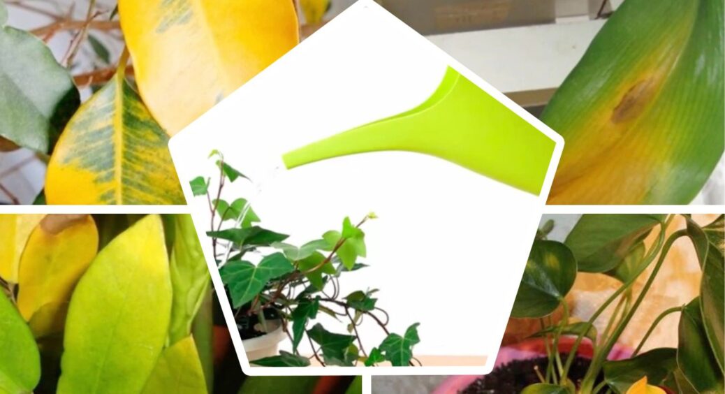 Листя ваших квітів жовтіє не від “старості”: саме така вода повільно нищить кімнатні рослини 
