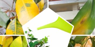 Квітникарі розповіли, якою водою не можна поливати кімнатні рослини