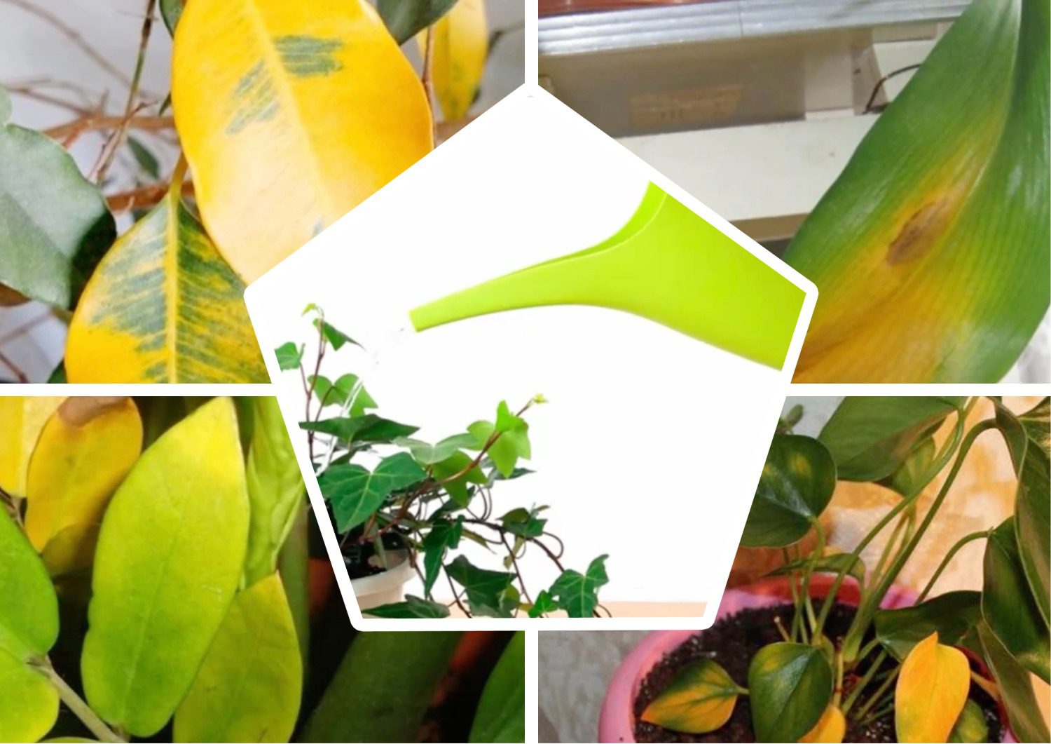 Квітникарі розповіли, якою водою не можна поливати кімнатні рослини