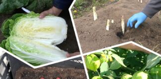 Городники розповіли, які незвичні овочі можна виростити на городі