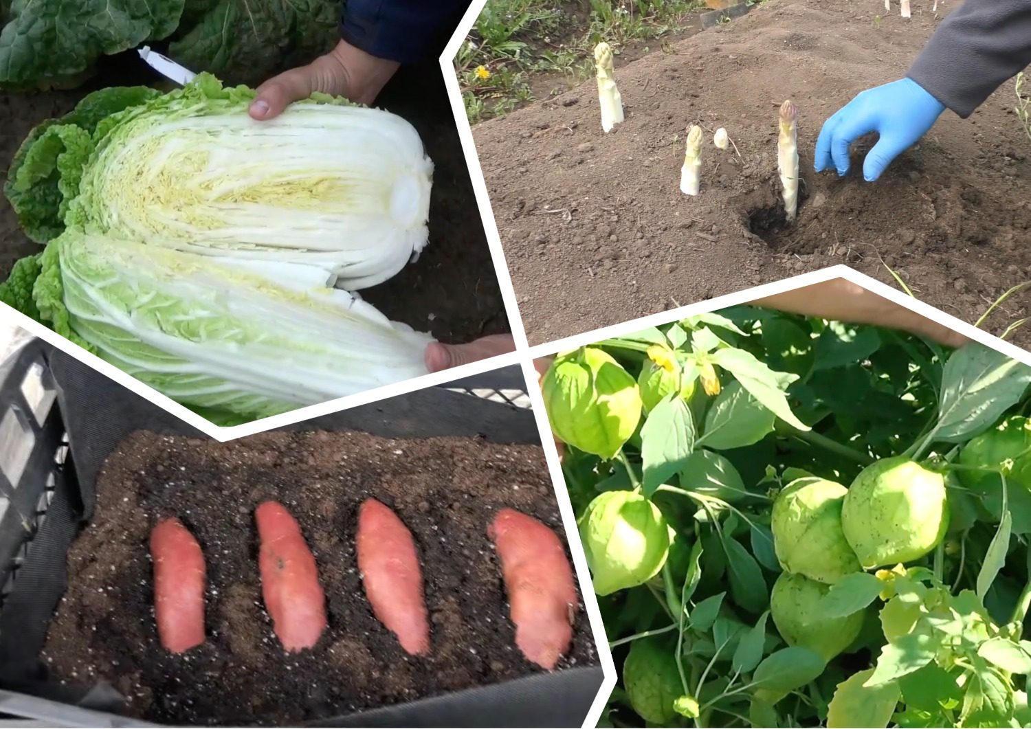 Городники розповіли, які незвичні овочі можна виростити на городі