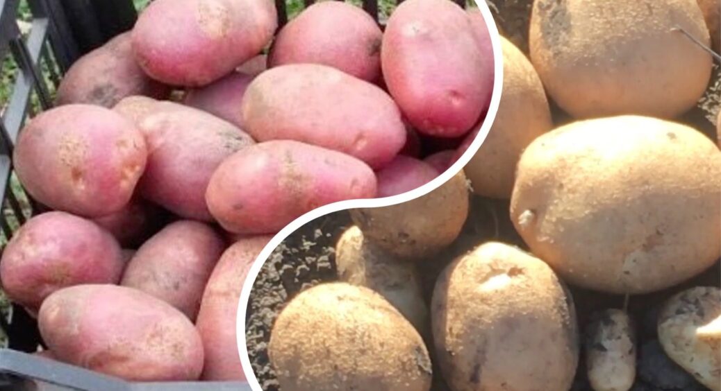 Саджу навесні, а копаю аж до осені: 2 сорти картоплі для “лінивої” господині – врожай можна збирати тацями 