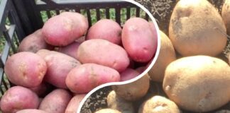  Городники назвали 5 найкращих сортів картоплі для городу	