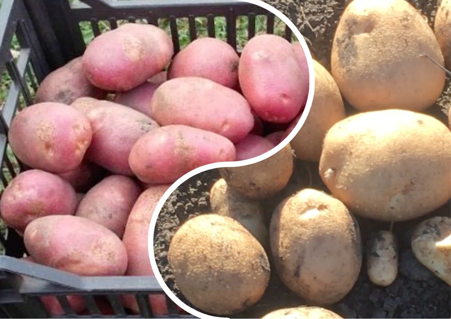 Городники назвали сорти картоплі, які дають щедрий врожай навіть у тіні