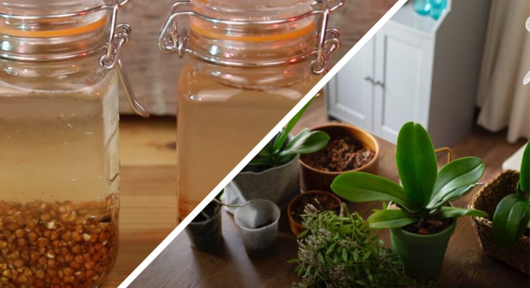 З року в рік допомагаю кімнатним рослинам “оговтатися” від зими цим гречаним настоєм: 3 ложки на 500 мл води 