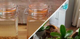 Квітникарі розповіли, як підтримати кімнатні рослини взимку