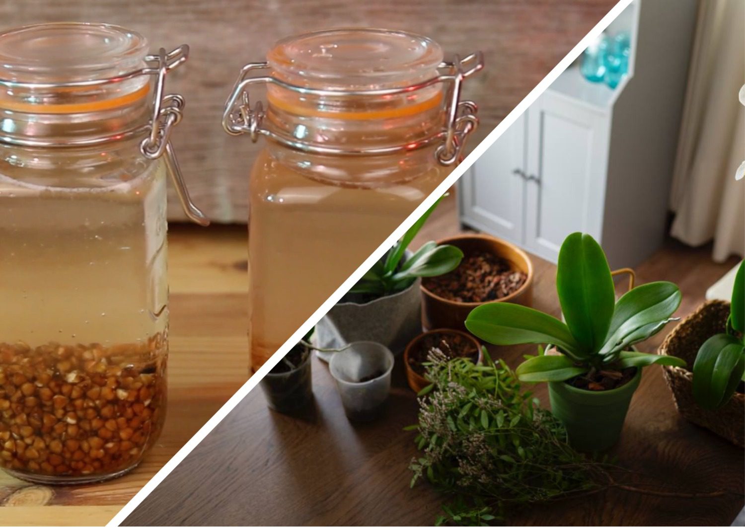 Квітникарі розповіли, як підтримати кімнатні рослини взимку