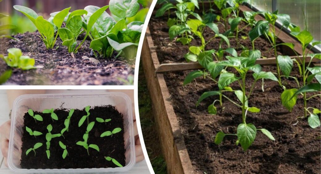 Поки не стало пізно: встигніть посадити на розсаду до кінця січня – 3 рослини з довгим циклом зростання 