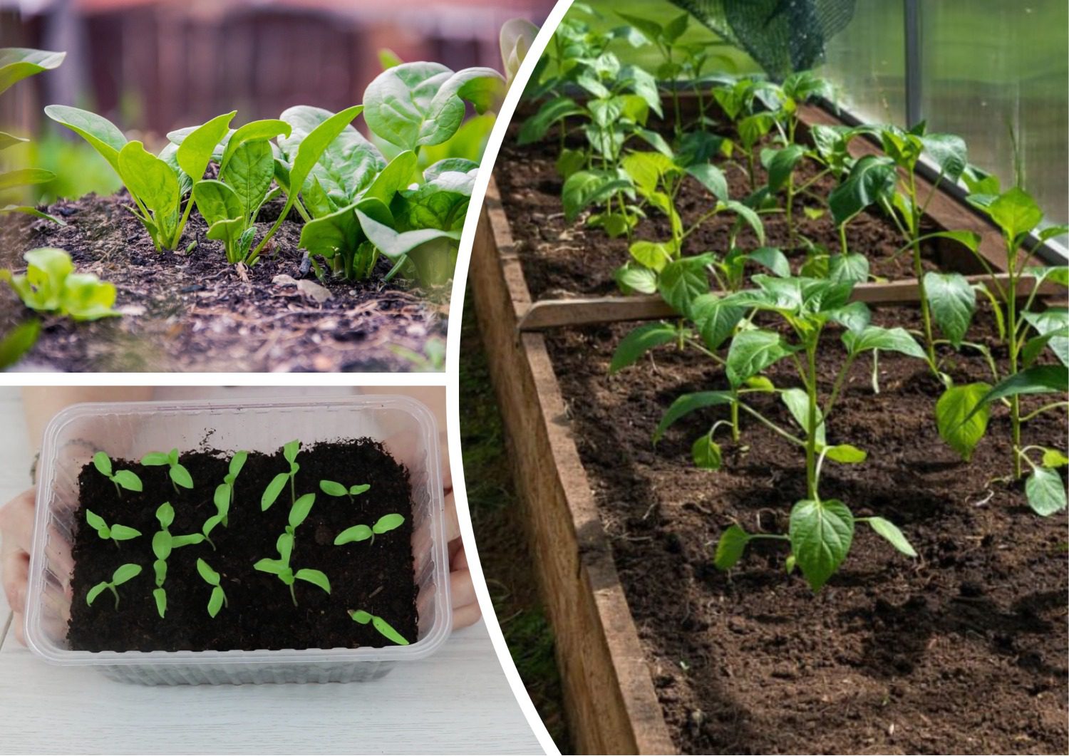 Садівники розповіли, які культури треба всіяти посадити на розсаду в січні