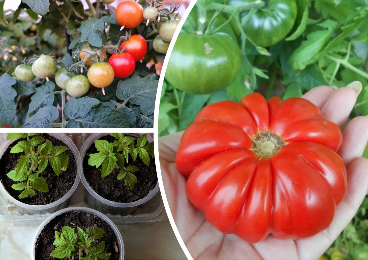 Які сорти помідорів найурожайніші